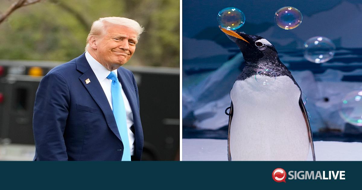 Ούτε οι πιγκουίνοι γλίτωσαν από τους δασμούς του Τραμπ - Sigmalive