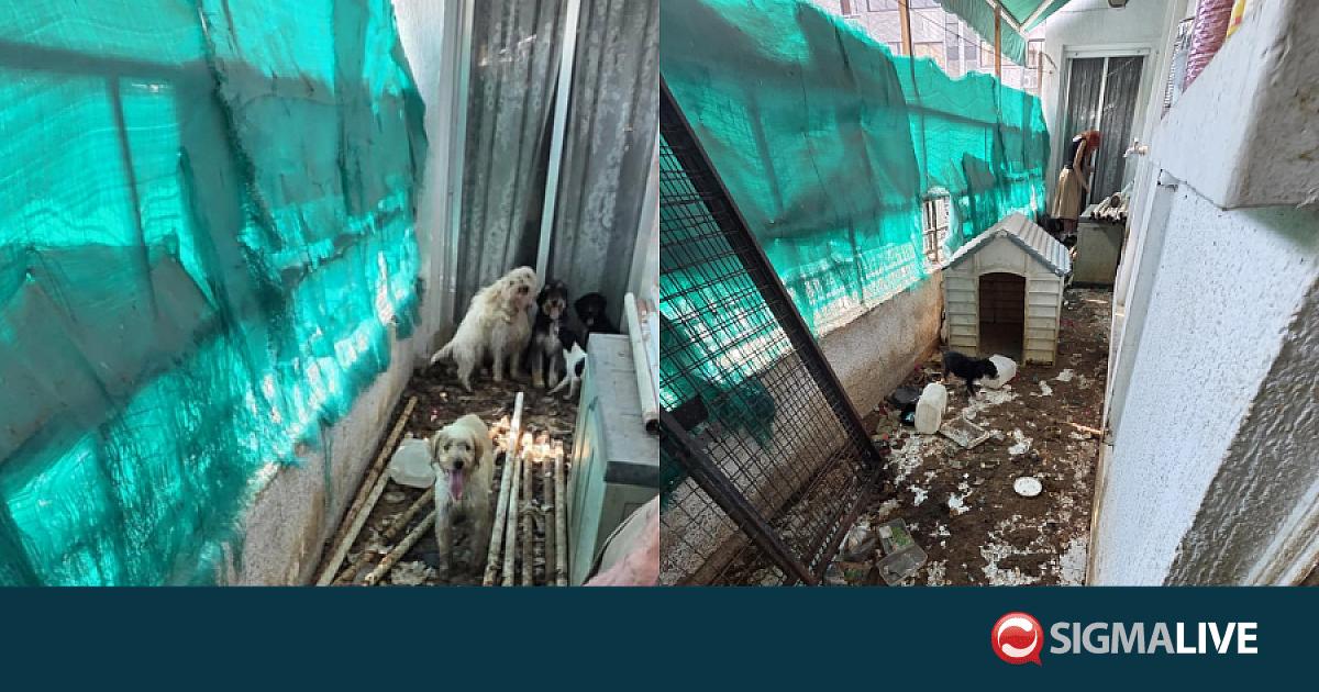 Βρήκαν 10 σκυλιά σε άθλιες συνθήκες σε οικία 77χρονης (ΦΩΤΟ&ΒΙΝΤΕΟ) Βρήκαν 10 σκυλιά σε άθλιες συνθήκες σε οικία 77χρονης (ΦΩΤΟ&ΒΙΝΤΕΟ)
