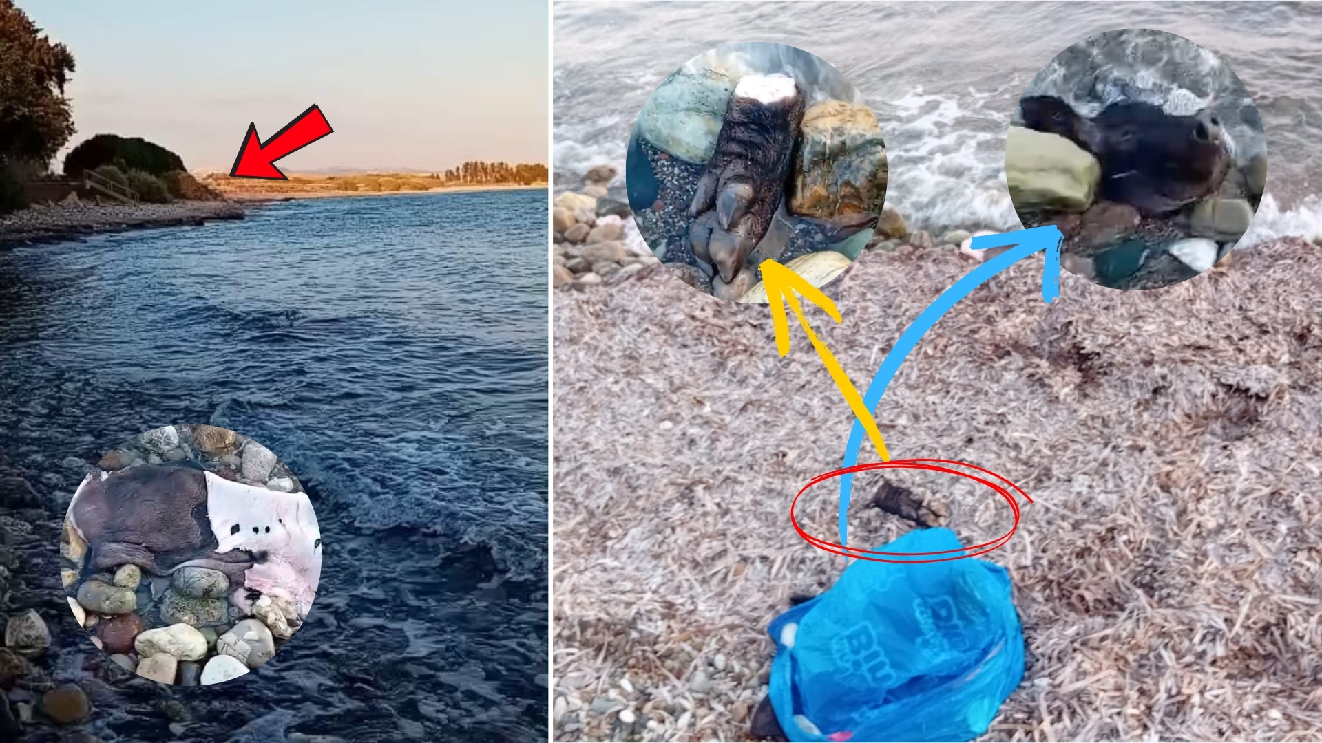 Έσφαξε χοίρο και πέταξε κεφάλι και υπολείμματα σε παραλία στην Πάφο (vid)