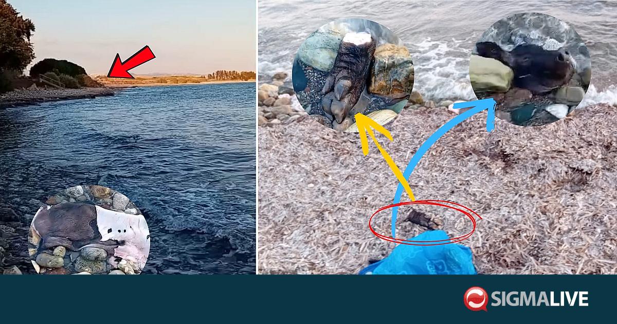 Έσφαξε χοίρο και πέταξε κεφάλι και υπολείμματα σε παραλία στην Πάφο (vid)