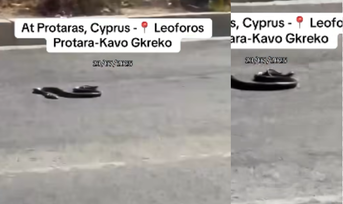 ΒΙΝΤΕΟ: Φίδι βολτάρει αμέριμνο στο Κάβο Γκρέκο