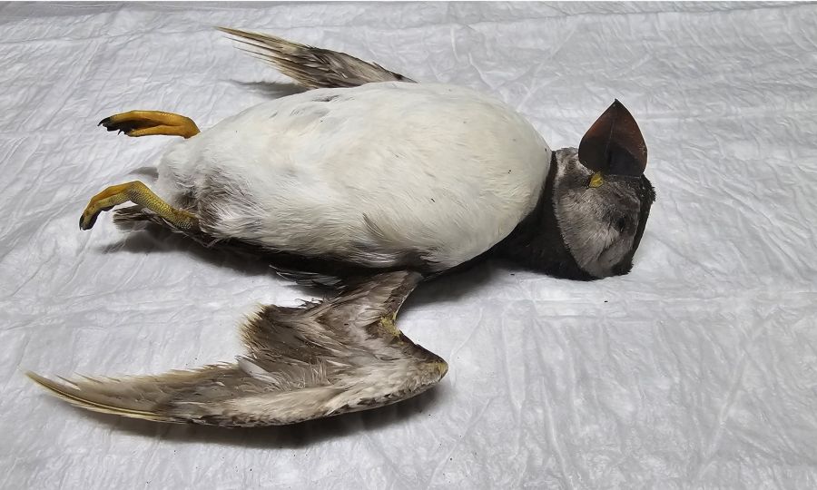 Εντοπίστηκε για πρώτη φορά θαλασσοπούλι του Ατλαντικού στην Κύπρο (pics)