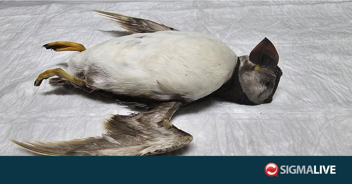 Εντοπίστηκε για πρώτη φορά θαλασσοπούλι του Ατλαντικού στην Κύπρο (pics) Εντοπίστηκε για πρώτη φορά θαλασσοπούλι του Ατλαντικού στην Κύπρο (pics)