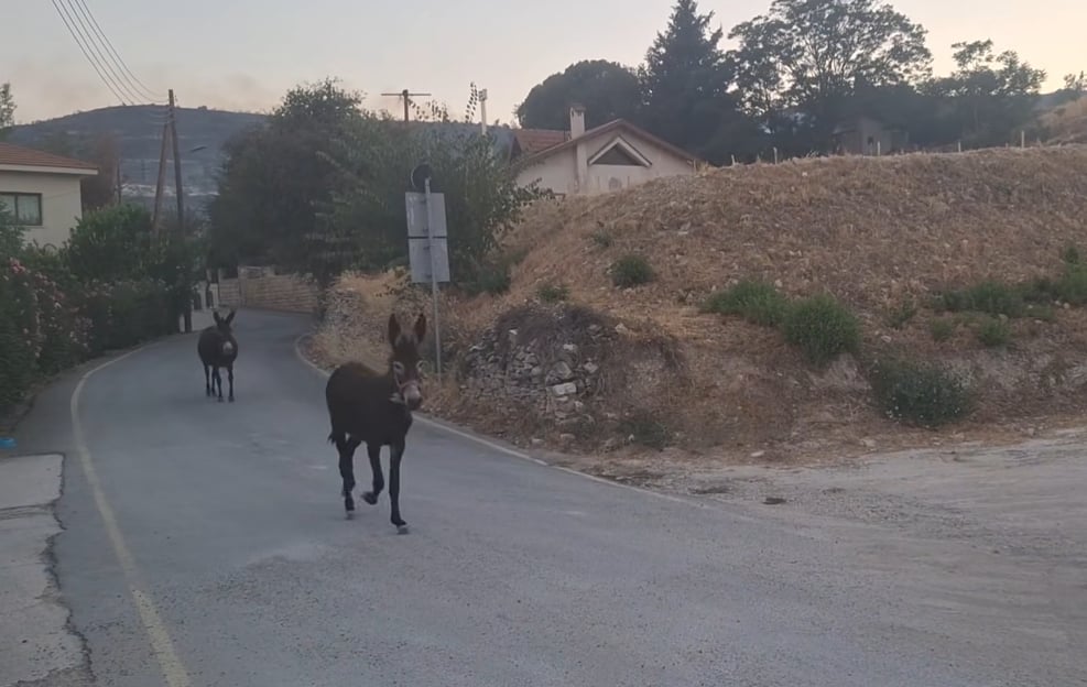 ΒΙΝΤΕΟ: Γαϊδουράκια στο Όμοδος τρέχουν να σωθούν από τη φωτιά ΒΙΝΤΕΟ: Γαϊδουράκια στο Όμοδος τρέχουν να σωθούν από τη φωτιά