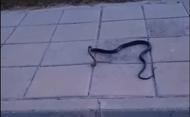 ΒΙΝΤΕΟ: Η στιγμή που ένα θερκό τρέφεται με ένα Δρόπη στην Κύπρο