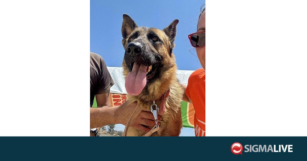 International Homeless Animal Day – Sigmalive International Homeless Animal Day – Sigmalive