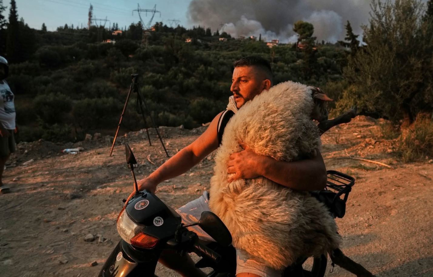 Viral Φωτογραφία: Ο ήρωας της Πάτρας σώζει το πρόβατο από φωτιές σε δικάβαλο