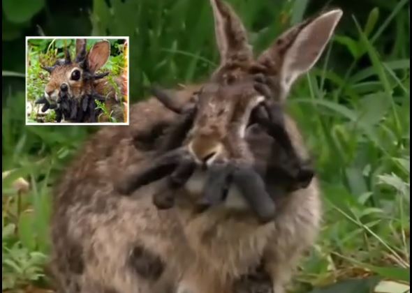 «Ζόμπι κουνέλια»  με μαύρα κέρατα αναστατώνουν τις ΗΠΑ - Τι ακριβώς συμβαίνει