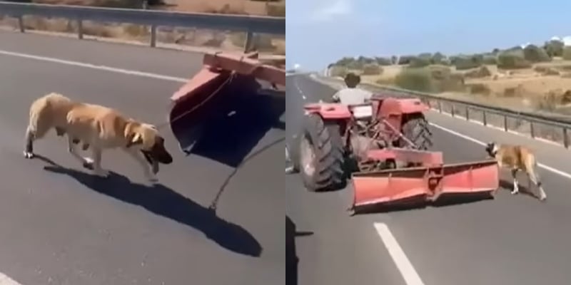ΒΙΝΤΕΟ: Άνδρας στα κατεχόμενα έδεσε σκύλο σε τρακτέρ και τον έσερνε ΒΙΝΤΕΟ: Άνδρας στα κατεχόμενα έδεσε σκύλο σε τρακτέρ και τον έσερνε