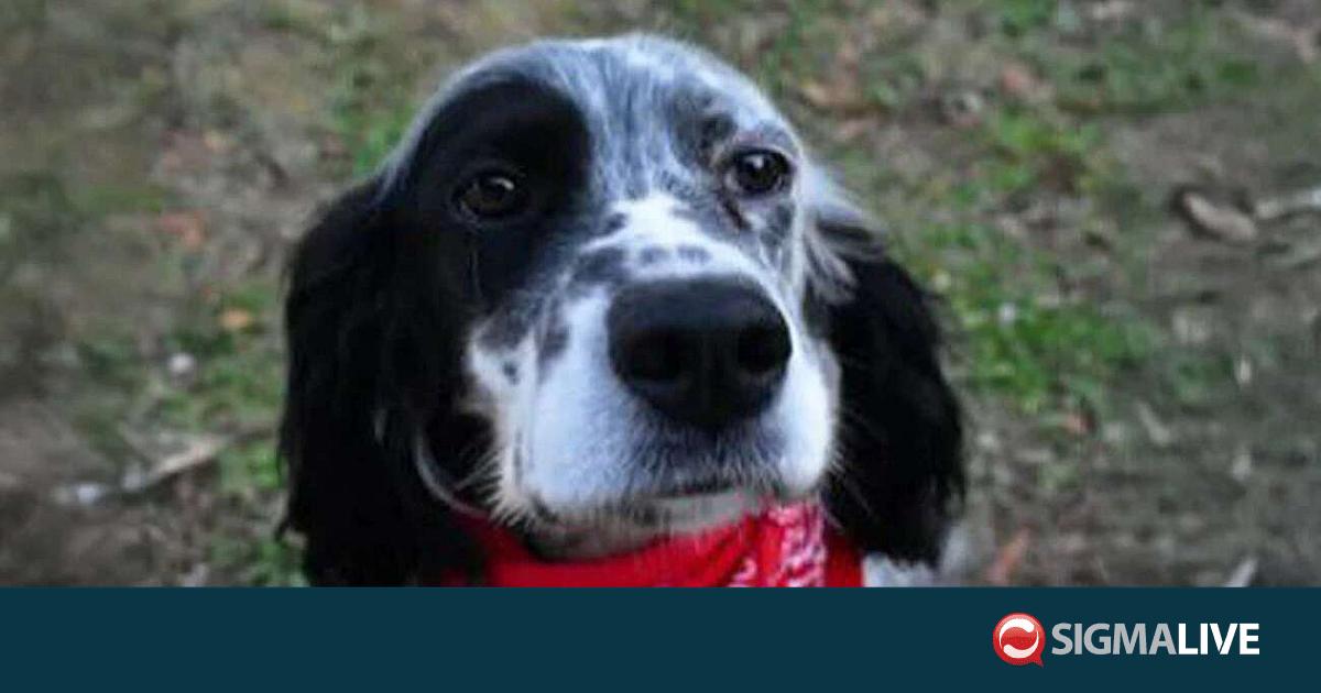 Κτηνωδία στη Χαλκιδική: Άγνωστος πυροβόλησε και σκότωσε σκυλάκι Κτηνωδία στη Χαλκιδική: Άγνωστος πυροβόλησε και σκότωσε σκυλάκι