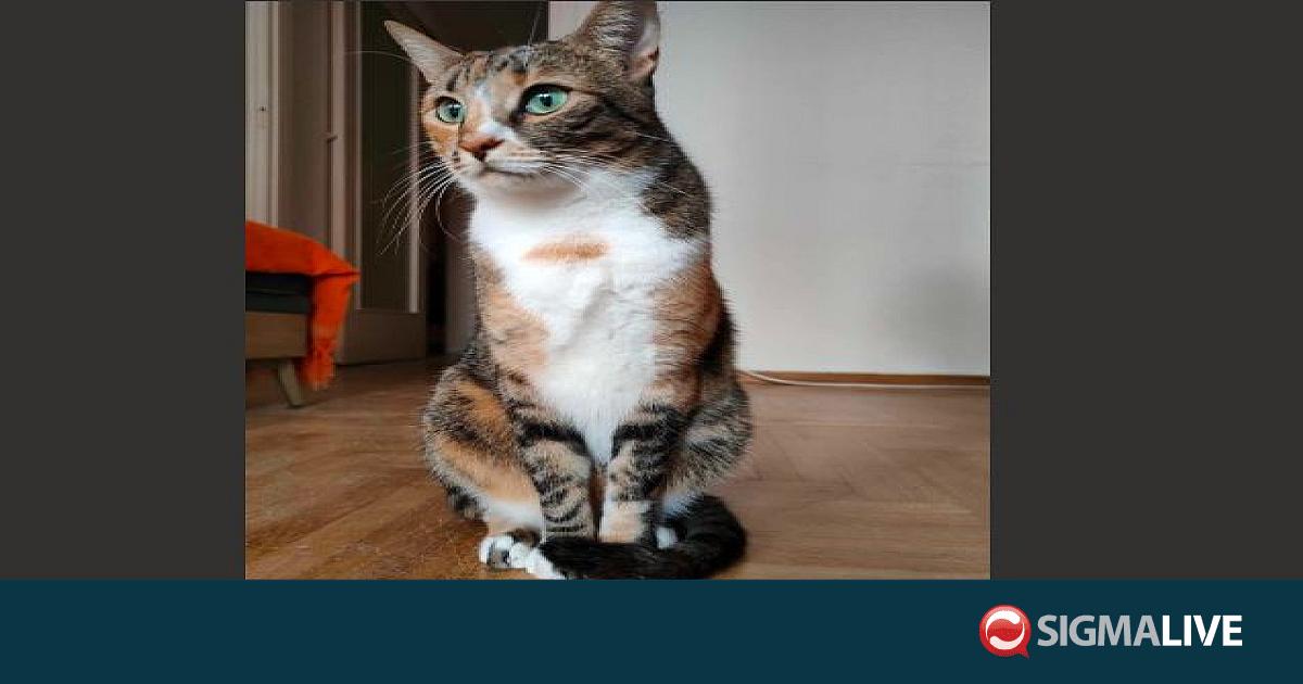 Χάθηκε γατάκι στο αεροδρόμιο Λάρνακας – Έκκληση για να βρεθεί η Μίκα