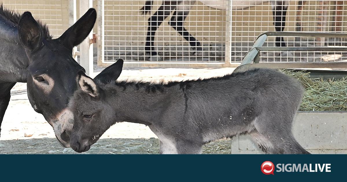 Γεννήθηκε ο Άρωνας, το κυπριακό γαϊδουράκι, στο ΚΠΕΕ Αθαλάσσας (pics) Γεννήθηκε ο Άρωνας, το κυπριακό γαϊδουράκι, στο ΚΠΕΕ Αθαλάσσας (pics)