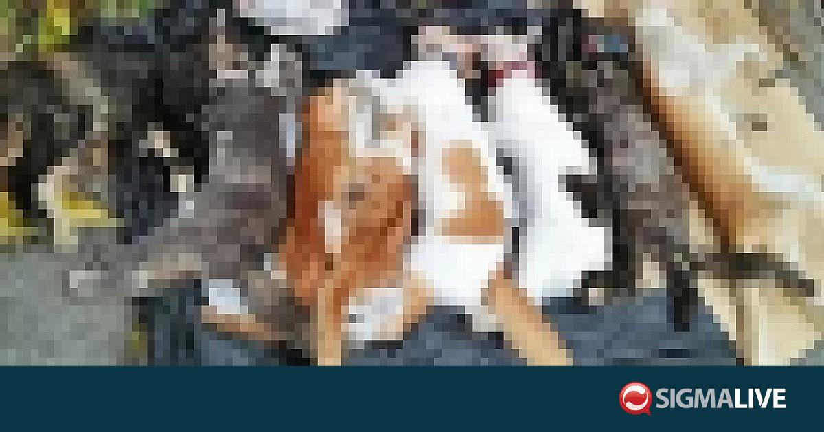 Φρίκη σε κοιμητήριο στη Λεμεσό – Δηλητηρίασαν 30 γάτες (ΦΩΤΟ)