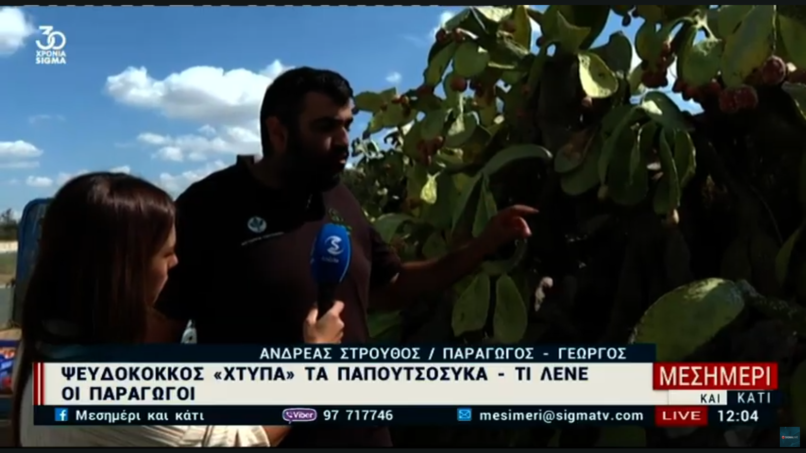 Ψευδόκοκκος «χτυπά» τα παπουτσόσυκα – Τι λένε οι παραγωγοί (ΒΙΝΤΕΟ)