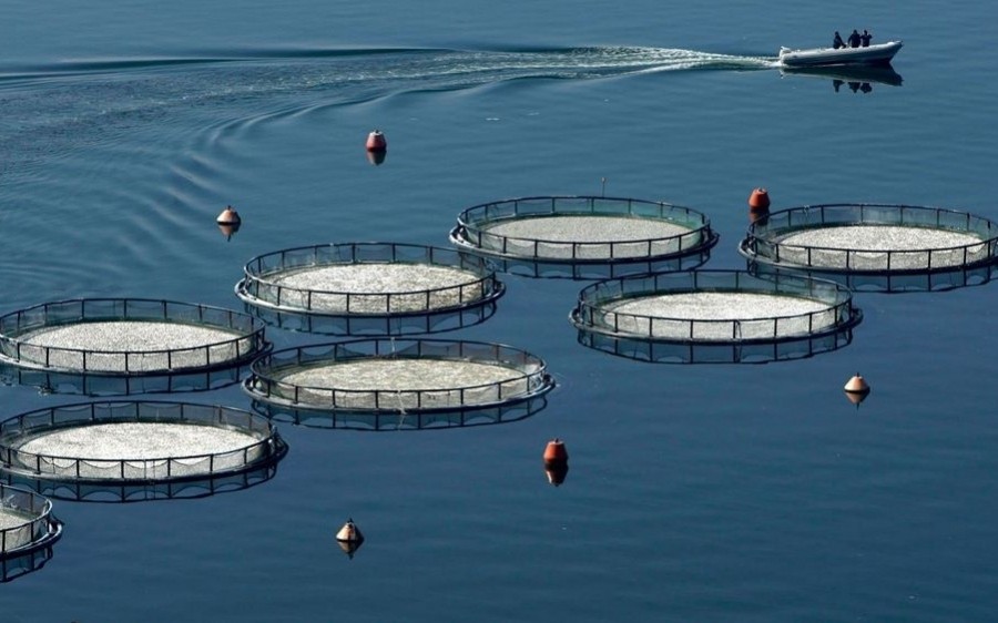 Τμ. Αλιείας: Ρεκόρ παραγωγής για την κυπριακή υδατοκαλλιέργεια το 2024