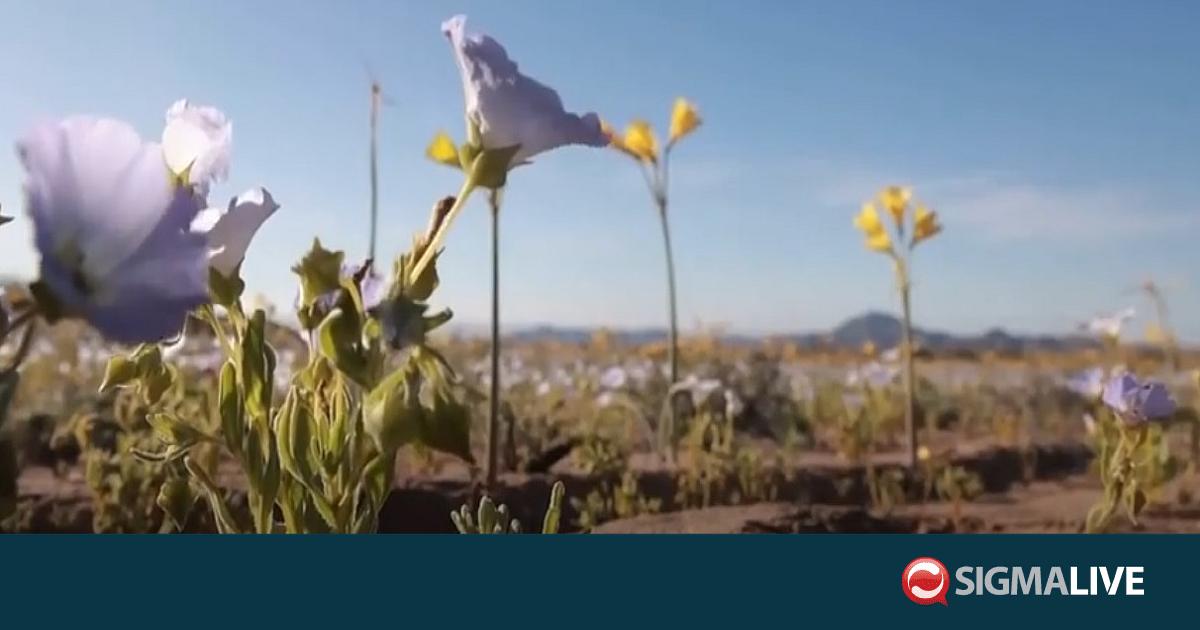 Χιλή: Η πιο ξηρή της έρημος μεταμορφώθηκε σε ένα σπάνιο όμορφο θέαμα Χιλή: Η πιο ξηρή της έρημος μεταμορφώθηκε σε ένα σπάνιο όμορφο θέαμα