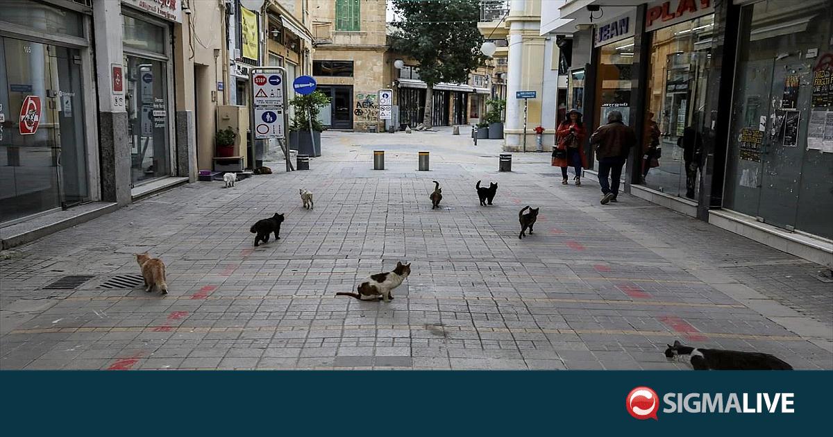 Αδέσποτες γάτες-Κύπρος: Το ζήτημα, η ιστορικότητα και οι λύσεις Αδέσποτες γάτες-Κύπρος: Το ζήτημα, η ιστορικότητα και οι λύσεις