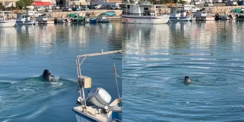 Απρόσμενος επισκέπτης στο Ζύγι–Φώκια έκανε βουτιές μέσα στο λιμανάκι (BINTEO) Απρόσμενος επισκέπτης στο Ζύγι–Φώκια έκανε βουτιές μέσα στο λιμανάκι (BINTEO)