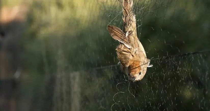 Λάρνακα: Πρόστιμο σε 30χρονο για παγίδευση άγριων πτηνών – Βρέθηκαν 7 νεκρά Λάρνακα: Πρόστιμο σε 30χρονο για παγίδευση άγριων πτηνών – Βρέθηκαν 7 νεκρά