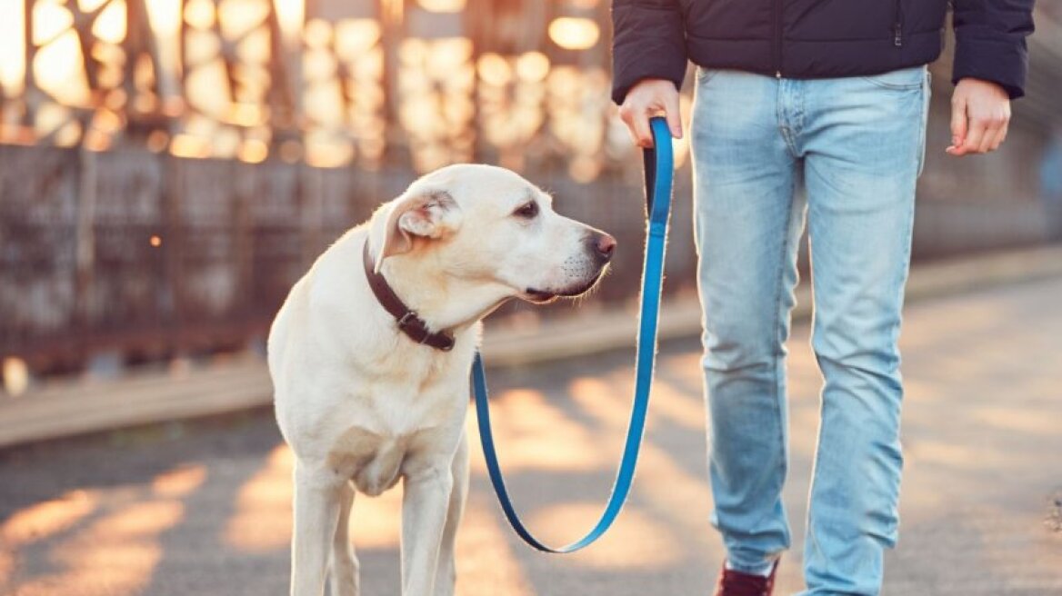 Βουλή: Ζητά κατοχύρωση δικαιώματος ΑμεΑ για συνοδεία από σκύλο βοηθείας