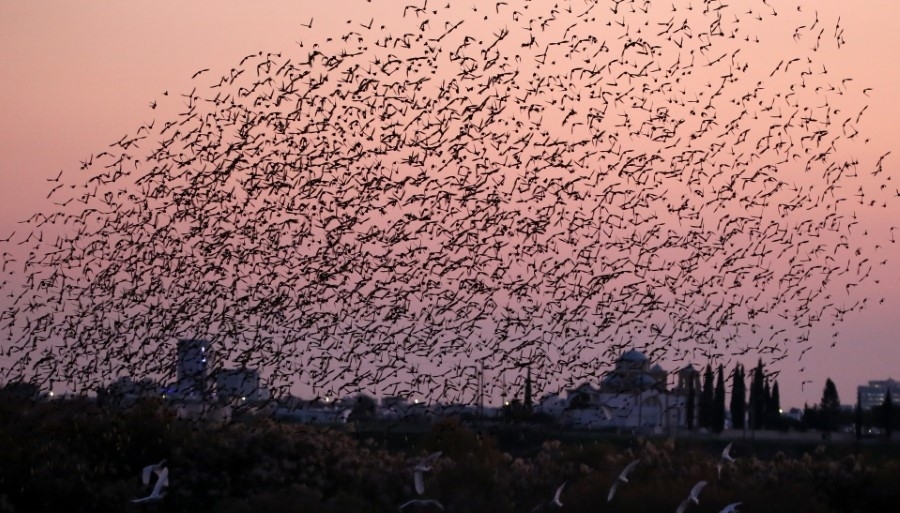 ΦΩΤΟ: Εντυπωσιακοί εναέριοι σχηματισμοί πουλιών πάνω από την Σκαρίνου
