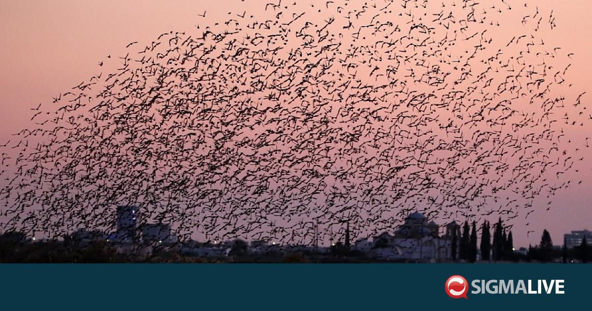 ΦΩΤΟ: Εντυπωσιακοί εναέριοι σχηματισμοί πουλιών πάνω από την Σκαρίνου ΦΩΤΟ: Εντυπωσιακοί εναέριοι σχηματισμοί πουλιών πάνω από την Σκαρίνου