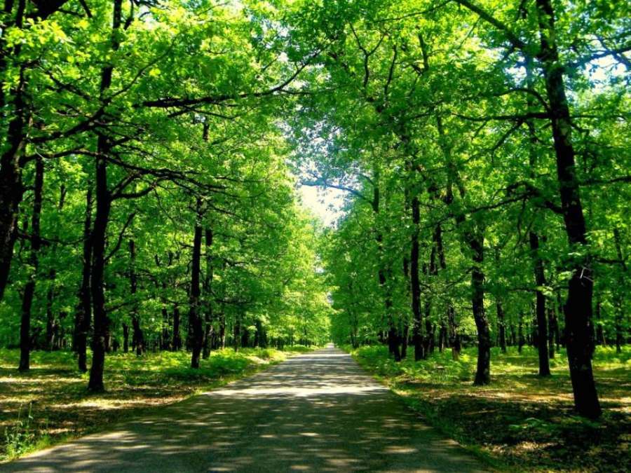 Η χρήση άνθρακα έφτασε σε επίπεδα ρεκόρ το 2024