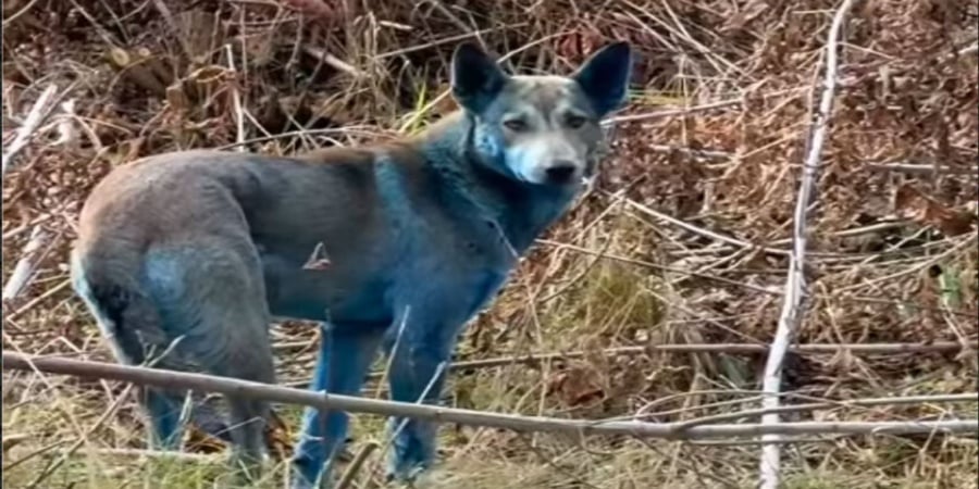 Το μυστήριο των «μπλε σκύλων» του Τσερνόμπιλ και η πιο πιθανή εξήγηση Το μυστήριο των «μπλε σκύλων» του Τσερνόμπιλ και η πιο πιθανή εξήγηση