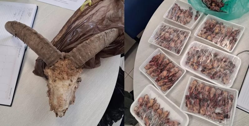 ΦΩΤΟ: Ντου Υπ. Θήρας σε σπίτια-Εντόπισε κρανία αγρινών, νεκρά πτηνά και λαγούς