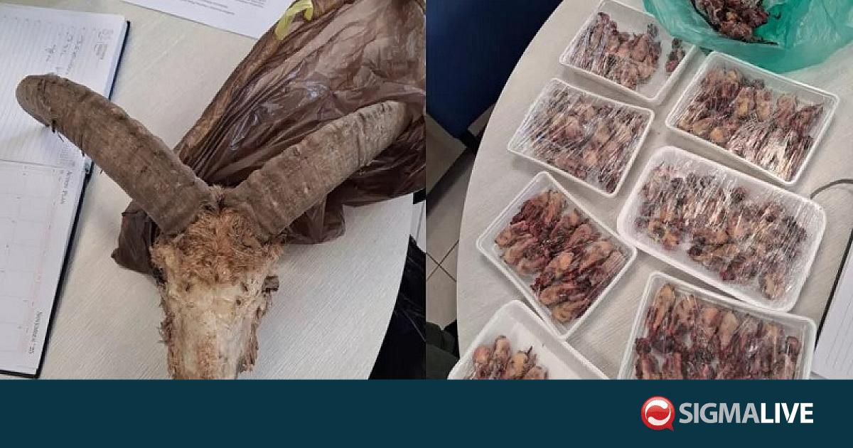 ΦΩΤΟ: Ντου Υπ. Θήρας σε σπίτια-Εντόπισε κρανία αγρινών, νεκρά πτηνά και λαγούς ΦΩΤΟ: Ντου Υπ. Θήρας σε σπίτια-Εντόπισε κρανία αγρινών, νεκρά πτηνά και λαγούς