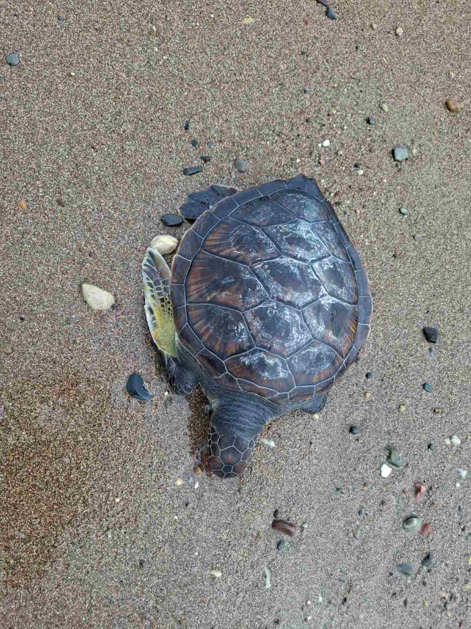 Τίμη: Βρέθηκε νεκρή χελώνα - Άγνωστα τα αίτια θανάτου της