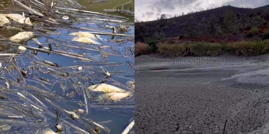Θλιβερές εικόνες με νεκρά ψάρια στο σχεδόν άδειο φράγμα της Λεύκας (vid)