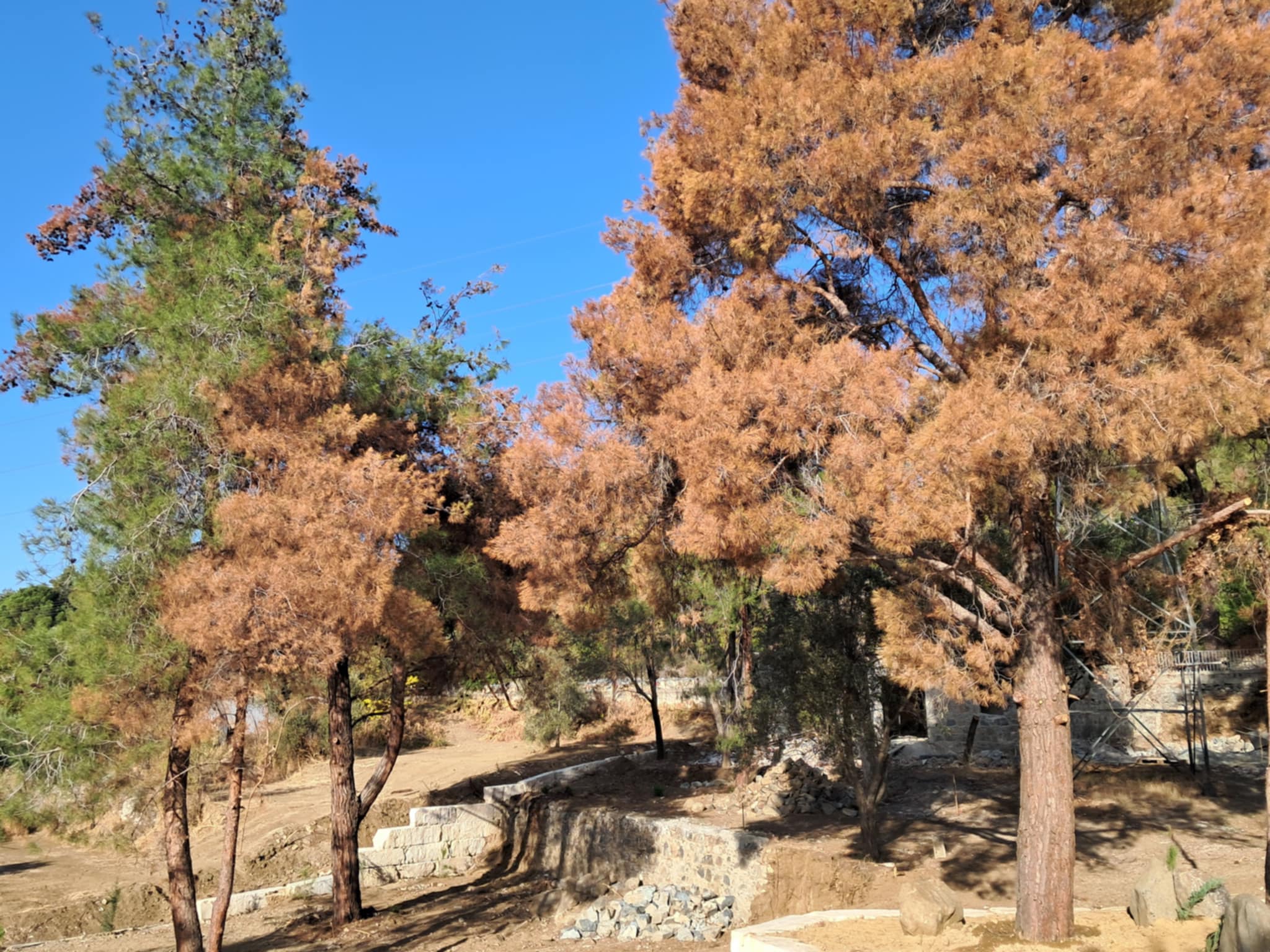 Ξεραίνονται αιωνόβια πεύκα στον Σαϊττά – Καταγγελία για ανθρώπινη παρέμβαση