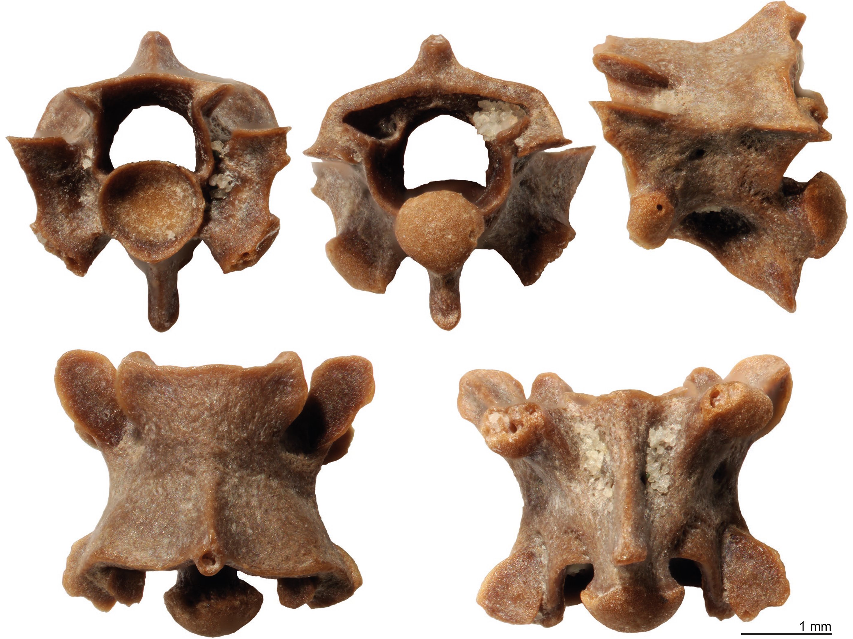 Θεσσαλονίκη: Ανακαλύφθηκε το παραδοξοφίδιο - Νέο είδος προϊστορικού φιδιού