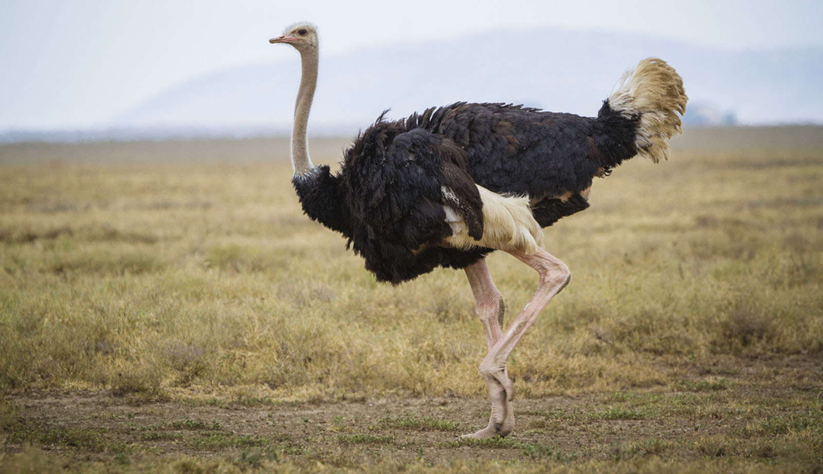 Καναδάς: 300 στρουθοκάμηλοι προσβλήθηκαν από γρίπη των πτηνών – Θα θανατωθούν