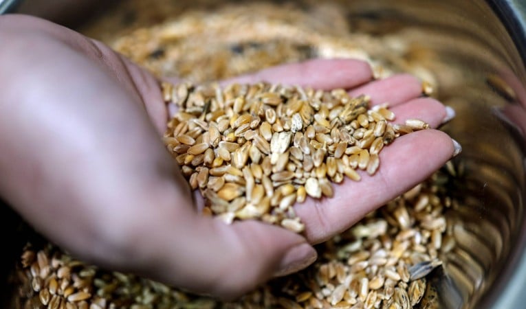 «Υπάρχει παγκόσμια εξάρτηση από Ισραηλινούς σπόρους;» – Η θέση Τουρκίας