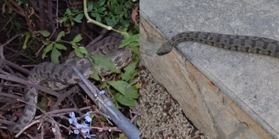 Δεν κοιμήθηκαν τα φίδια: Εντοπίστηκε μεγάλη φίνα σε αυλή σπιτιού (vid)