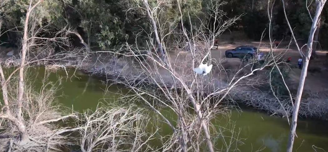 Καρέ καρέ η διάσωση ερωδιού στο Εθνικό Δασικό Πάρκο Αθαλάσσας (vid)