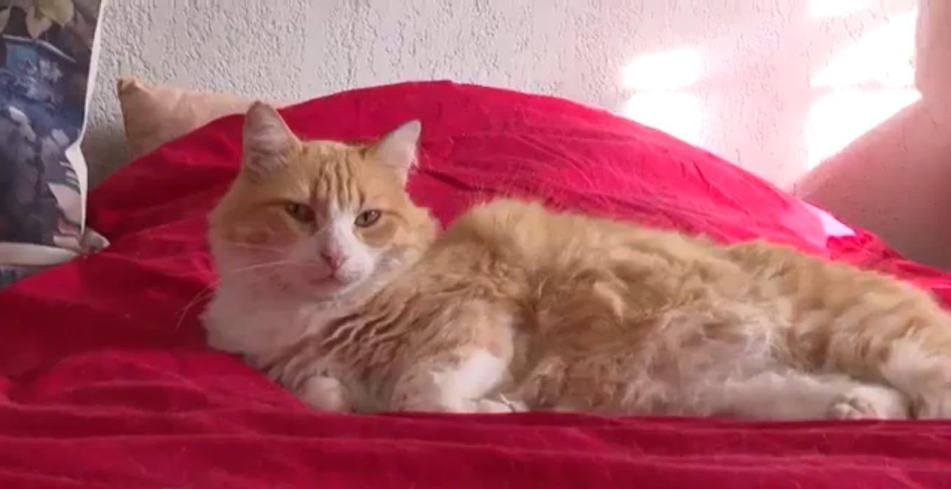 Γαλλία: Δικαστήριο για.. γάτα-Της απαγορεύθηκε η είσοδος σε αυλή σπιτιού (vid)