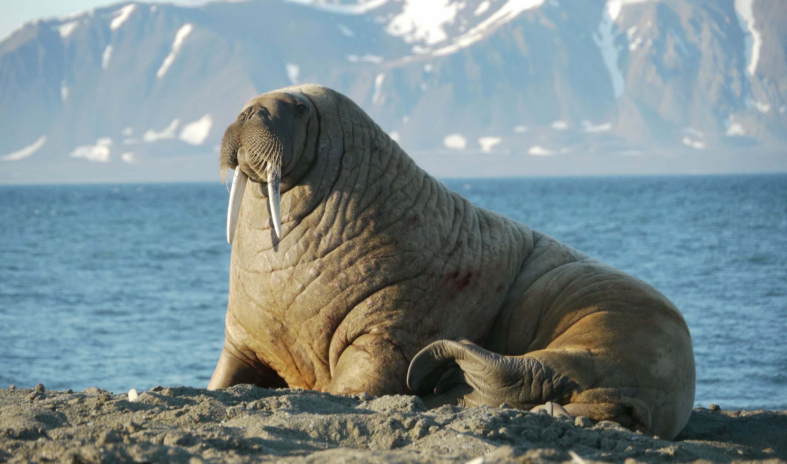 Ανταρκτική: Αφανίστηκαν οι θαλάσσιοι ελέφαντες λόγω της γρίπης των πτηνών