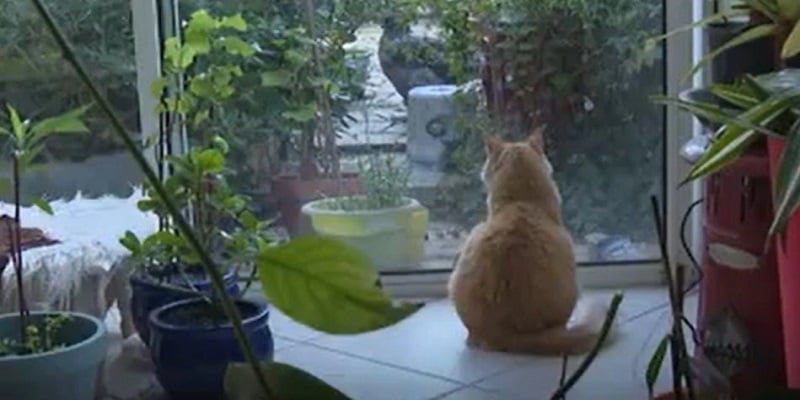 Γαλλία: Γάτος καταδικάστηκε σε κατ’ οίκον περιορισμό – Ποιος ο λόγος (vid)