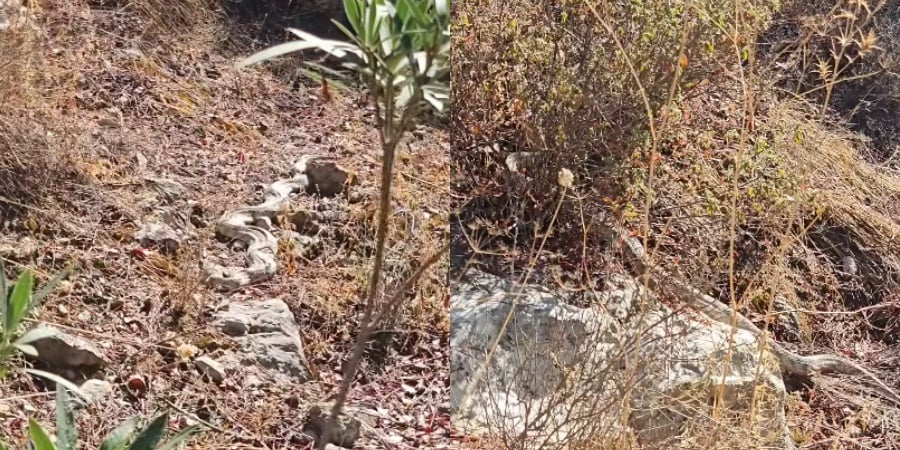 Γιγάντια φίνα «έφραξε» μονοπάτι στη Λεμεσό - Βίντεο από το «συναπάντημα»