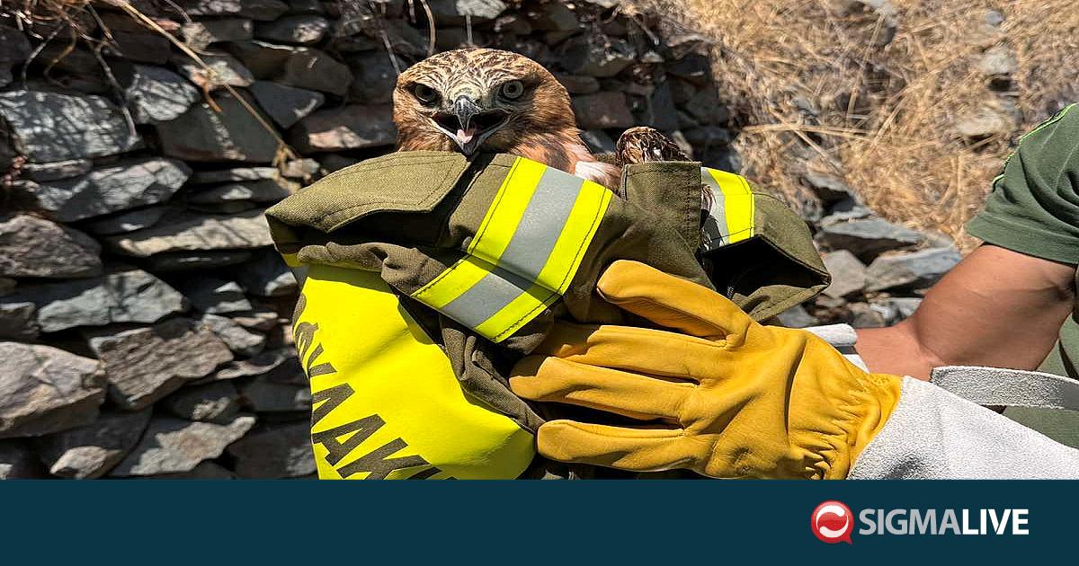 Επιχείρηση διάσωσης αετογερακίνας από υδατοδεξαμενή στη Λεμεσό (pics)