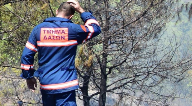 Οικολόγοι: Διαφωνούν με την μεταφορά του Τμήματος Δασών στο ΥΠΕΣ