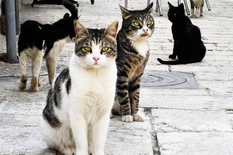 Ξεκινά πρόγραμμα στείρωσης αδέσποτων γάτων ο Δήμος Λεμεσού