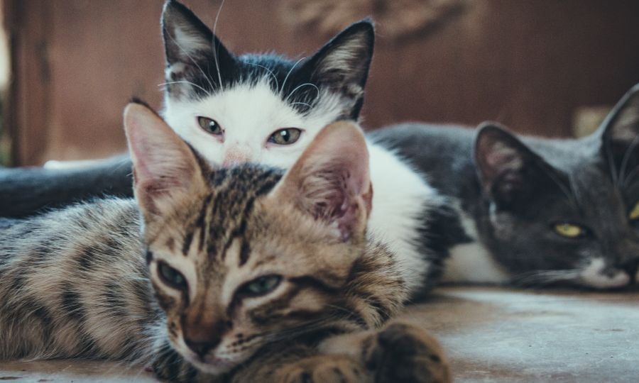 Κόμμα για τα Ζώα: Υποψίες ότι αλλοδαποί συλλαμβάνουν και καταναλώνουν γατάκια