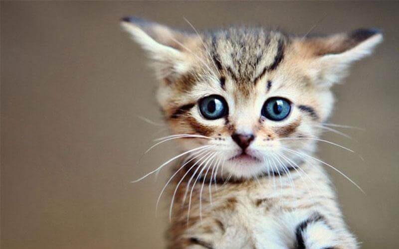 «Εμείς τα τρώμε»: «Πολίτης είδε αλλοδαπό να κλωτσάει γατάκι», λέει ο Κυριάκου