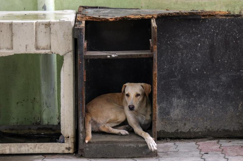 Δήμος Ιεροκηπίας: Πρωτοβουλία για ασφαλή μεταφορά των ζώων από το καταφύγιο