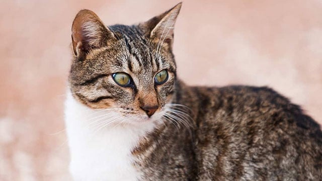 Αστυνομία:Έρευνες σε διαμερίσματα μετά τους ισχυρισμούς περί κατανάλωσης γάτων