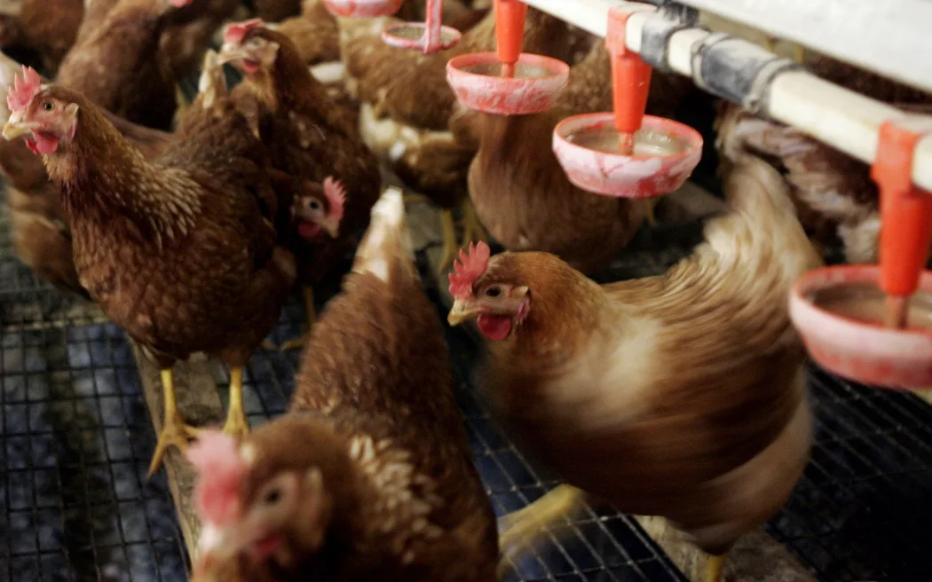 ΗΠΑ: Δεύτερος θάνατος φέτος εξαιτίας της γρίπης των πτηνών